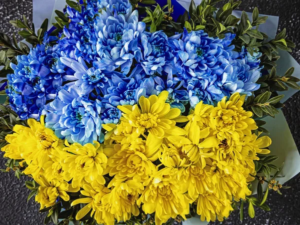 Chrysanthemum flowers in the colors of the Ukrainian flag. Blue-yellow stripes. View from above.