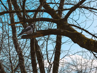 Ormandaki bir ağaç dalında bir karga oturuyor mavi gökyüzü ve beyaz bulutların arka planına karşı. Aşağıdan görüntüle.