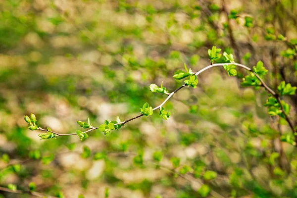 Ένα Κλαδί Δέντρου Μπουμπούκια Και Πρώτα Πράσινα Φύλλα Φόντο Bokeh — Φωτογραφία Αρχείου