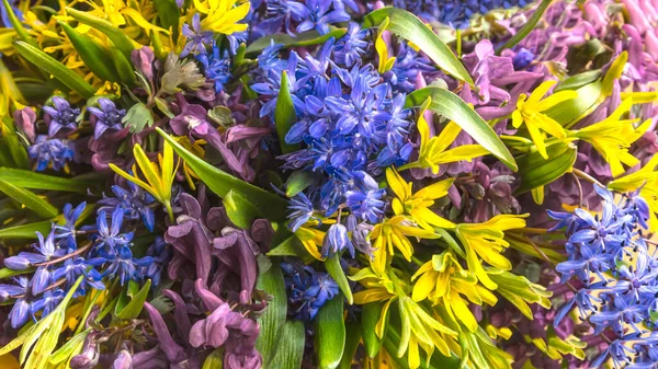 Tło Kolorowych Pierwszych Wiosennych Kwiatów Niebieskimi Kroplami Śniegu Piękne Płatki — Zdjęcie stockowe