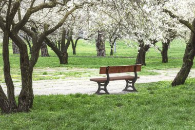 A bench in a spring park. Spring flowering trees and green grass around. Urban landscape clipart