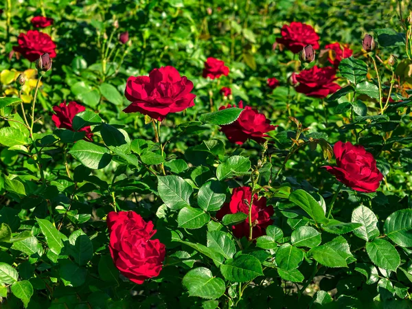 Blooming flowers of red roses on a background of green leaves. Summer red flowers background