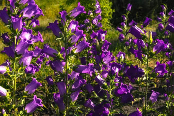 Çiçek açan iris çiçekleri kapanıyor. Güneşli bir arka planda yaz mor çiçekleri