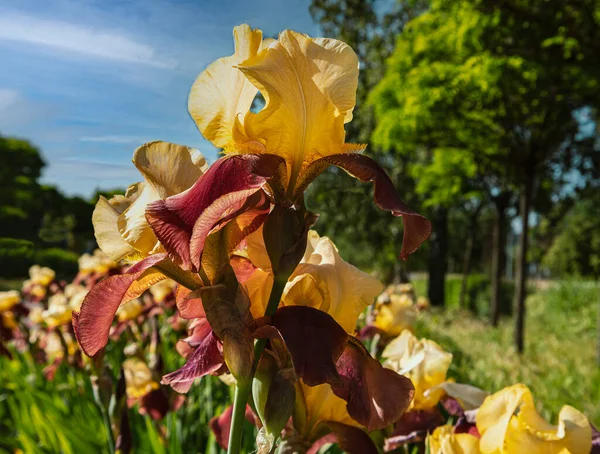 Bir Çiçek Tarhında Sarı Bir Iris Çiçeğinin Yakın Çekimi Güneş Stok Fotoğraf