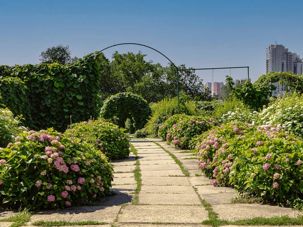 Césped Con Arbustos Flores Hortensia Rosa Sobre Fondo Paisaje Urbano —  Fotos de Stock