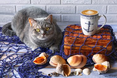 Mavi bir balıkçı ağındaki gri İskoç kedisi, eski bir sandık, bir pusula, bir bardak kapuçino, büyük deniz kabukları..