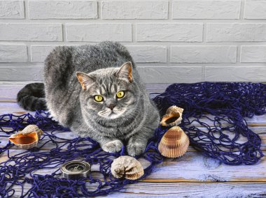 Mavi bir balıkçı ağındaki gri bir İskoç kedisi, bir pusula, büyük deniz kabukları..