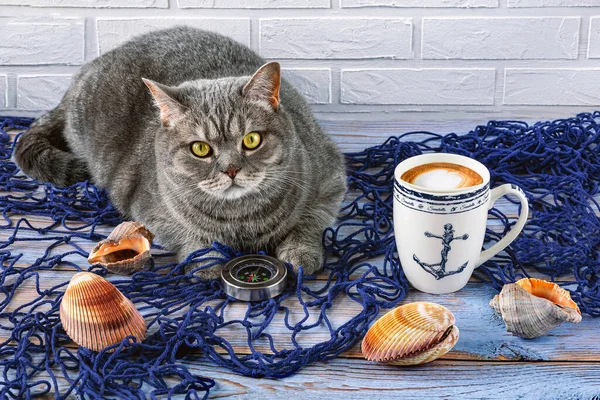 Mavi bir balıkçı ağındaki gri bir İskoç kedisi, bir pusula, bir bardak kapuçino kahve, büyük deniz kabukları..