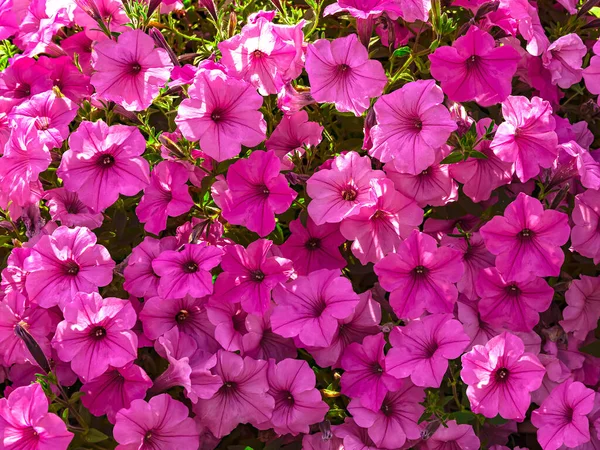 stock image Background with beautiful pink blooming petunia flowers in sunlight, close up view. Pink floral background