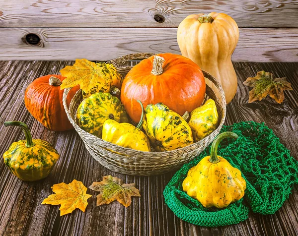 熟した黄色とオレンジ色のカボチャの収穫 秋の葉 木の背景に編まれた緑のバッグ 秋はまだ生きている — ストック写真