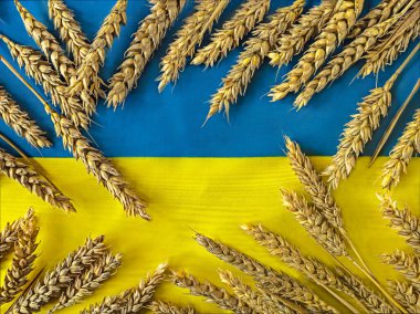 Ukrayna 'nın mavi ve sarı bayrağı ve olgun buğday başakları, üst manzara. Ukrayna kavramından tahıl