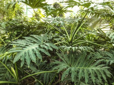 Botanik bahçesindeki tropik Philodendron bitkisinin dev yaprakları. Güneş ışığında sıcak seven tropikal bitkiler.