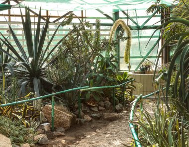 Hryshka Botanik Bahçesi Kyiv, Ukrayna 'daki kaktüs ve diğer tropikal bitkilerle 5 Mart 2024