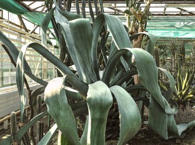 Botanik bahçesinde kocaman mavi sulu bir agave. Güneş ışığında sıcak seven tropikal bitkiler.