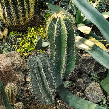 Botanik bahçesindeki diğer tropikal bitkilerin arka planında Astrophytum ornatum kaktüsü var. Güneş ışığında ısıya duyarlı bitkiler.