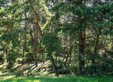 Kozalaklı bir ormanda eski uzun çam ağaçları. Yaz ormanı manzarası gün ışığında.