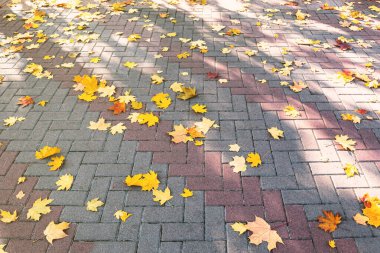 Sonbahar yapraklı arka plan. Akçaağaç yaprakları şehir parkında bir kaldırım taşının üzerinde yatıyor. Yukarıdan görüntüle
