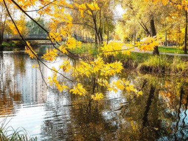 Şehir parkında sonbahar manzarası. Sarı akçaağaç yapraklı bir dal bir gölün arka planında ve sonbahar ağaçlarında.