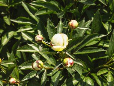 Hassas beyaz şakayık çiçekleri güneş ışığında yeşil bir çayırda tomurcuklanır