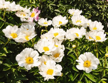 Bahçede açan güzel beyaz şakayık çiçeklerinden oluşan geniş bir çalı mavi güneşli bir arka planda..
