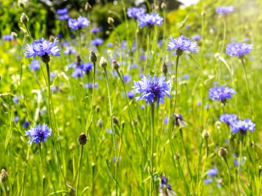 Mavi mısır çiçeği çayırı güneş ışığında yeşil çimlerde. Vahşi yaz çiçekleri arka planı