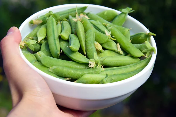 Grüne Erbsen Auf Einem Weißen Teller Der Hand Erntezeit Biologische — Stockfoto