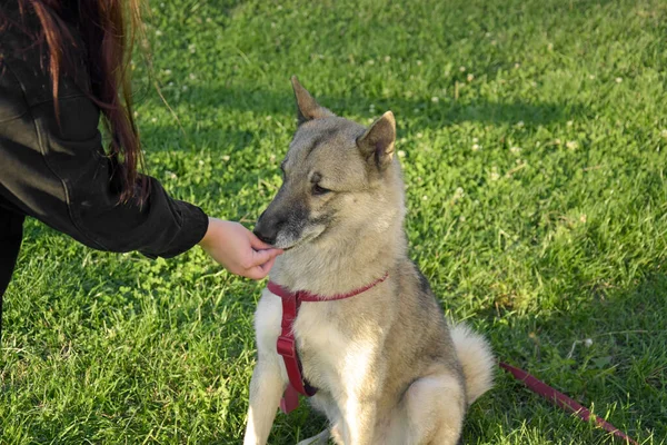 A girl is training a West Siberian Laika dog. Gives dog treats.
