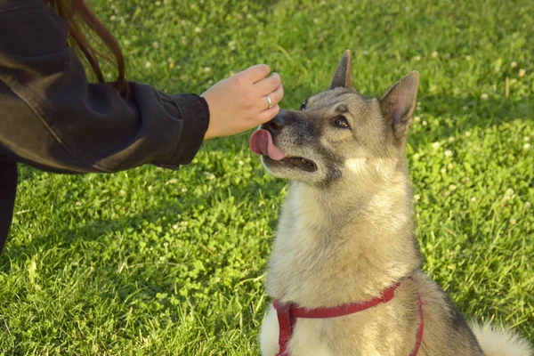 一个女孩正在训练一只西西伯利亚的莱卡犬 给狗吃的 — 图库照片