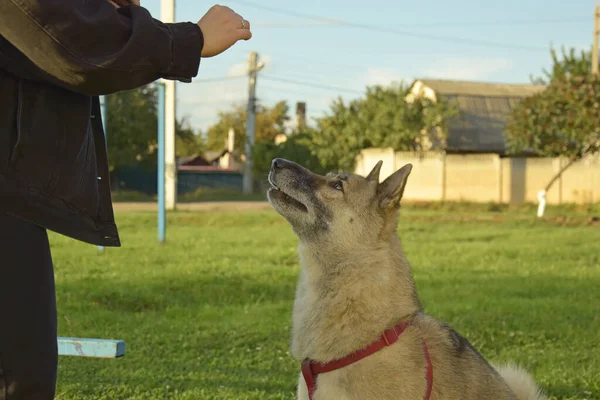 Girl Training West Siberian Laika Dog Gives Dog Treats — Stock Photo, Image