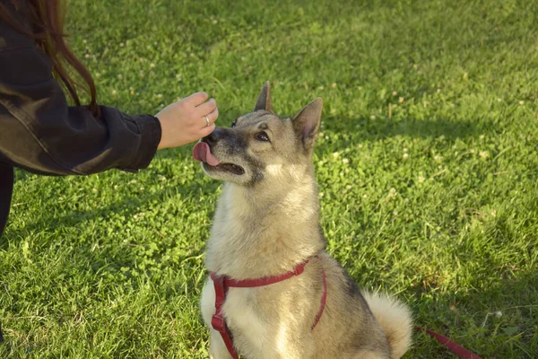 Uma Rapariga Está Treinar Cão Laika Sibéria Ocidental Guloseimas Para — Fotografia de Stock