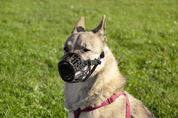 Собака Западно Сибирская Лайка Наморднике Природе Защита Агрессии — стоковое фото