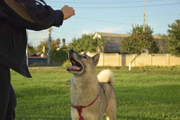 Una Chica Está Entrenando Perro Laika Siberia Occidental Golosinas Para —  Fotos de Stock