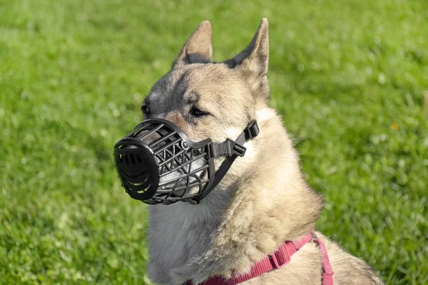Dog West Siberian Laika Muzzle Nature Defense Aggression — Stock Photo, Image