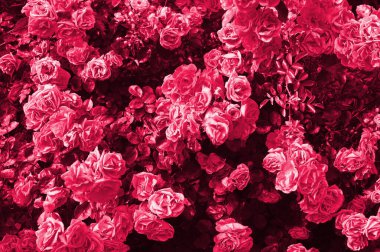 Doğadaki güzel pembe gül çalıları. Görüntü tonu Viva Magenta, 2023 yılının rengi.