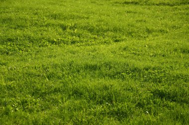 Photo of bright green grass on a summer day. Natural background.