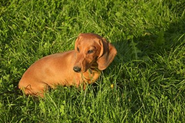 Summer portrait of a brown dachshund with defocused green grass.