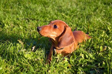 Summer portrait of a brown dachshund with defocused green grass.