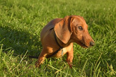 Summer portrait of a brown dachshund with defocused green grass.