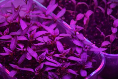 LED 'in parıltısı altında filizlenen bitkiler ışık üretir. Plastikten ev yetiştirme tohumları.