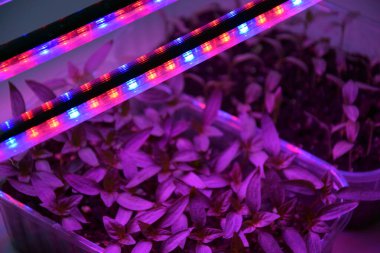 LED 'in parıltısı altında filizlenen bitkiler ışık üretir. Plastikten ev yetiştirme tohumları.