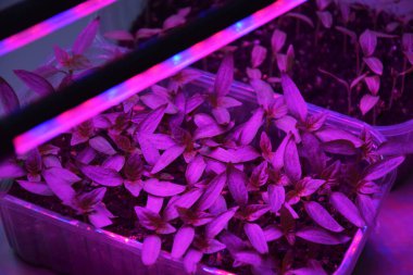 LED 'in parıltısı altında filizlenen bitkiler ışık üretir. Plastikten ev yetiştirme tohumları.