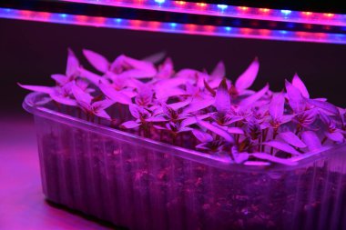 LED 'in parıltısı altında filizlenen bitkiler ışık üretir. Plastikten ev yetiştirme tohumları.