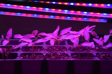 LED 'in parıltısı altında filizlenen bitkiler ışık üretir. Plastikten ev yetiştirme tohumları.