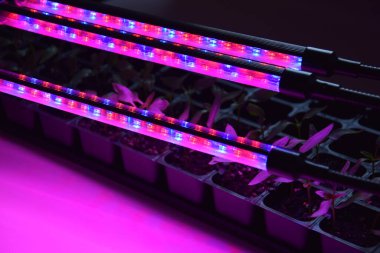 LED 'in parıltısı altında filizlenen bitkiler ışık üretir. Plastikten ev yetiştirme tohumları.