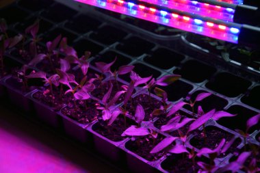 LED 'in parıltısı altında filizlenen bitkiler ışık üretir. Plastikten ev yetiştirme tohumları.