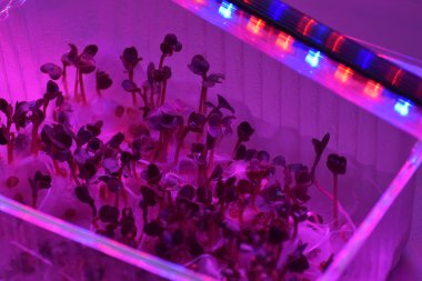 LED 'in parıltısı altında filizlenen bitkiler ışık üretir. Plastikten ev yetiştirme tohumları.