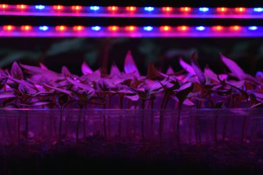 LED 'in parıltısı altında filizlenen bitkiler ışık üretir. Plastikten ev yetiştirme tohumları.