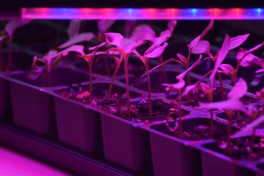 LED 'in parıltısı altında filizlenen bitkiler ışık üretir. Plastikten ev yetiştirme tohumları.