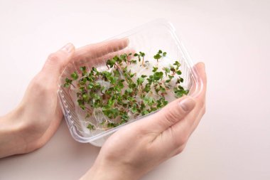Bitki fideleri ışık altında hafif bir arkaplanda çiçek açarlar. Plastik içinde büyüyen ev tohumları.