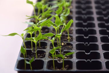 Bitki fideleri ışık altında hafif bir arkaplanda çiçek açarlar. Plastik içinde büyüyen ev tohumları.